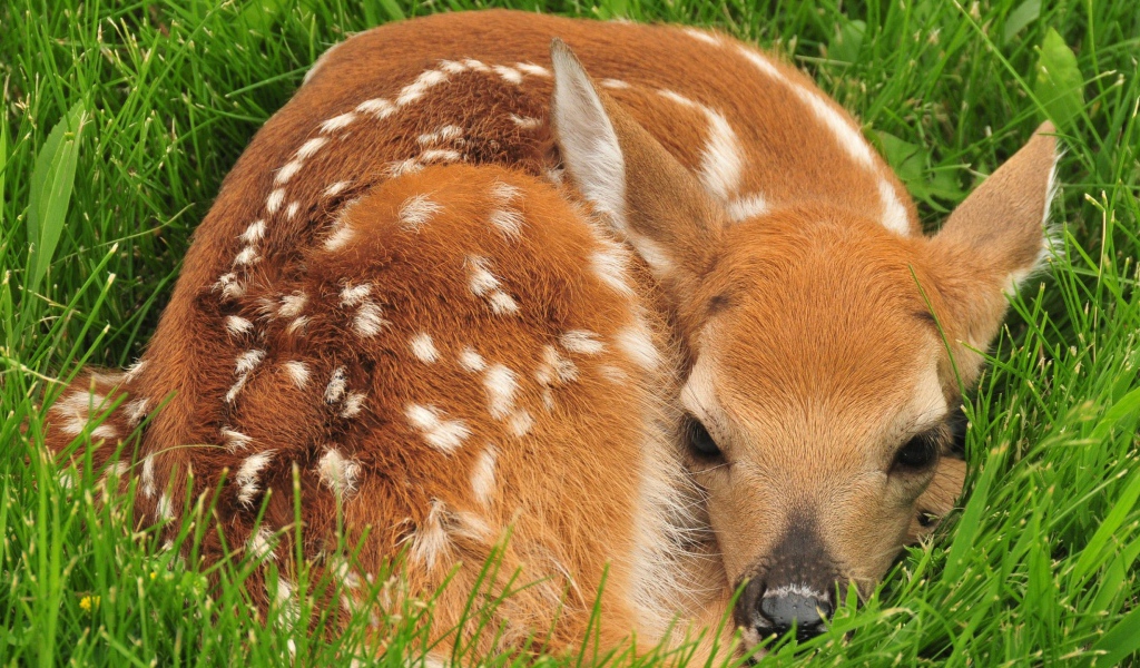 Маленький олененок лежит в зеленой траве