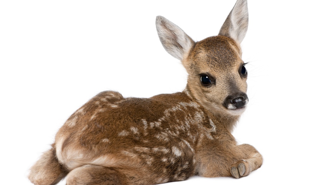Маленький олененок на белом фоне