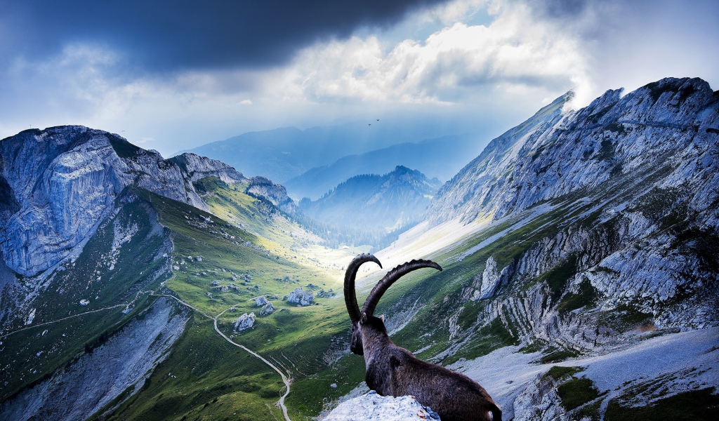 Горный козел лежит на камнях в горах на фоне неба