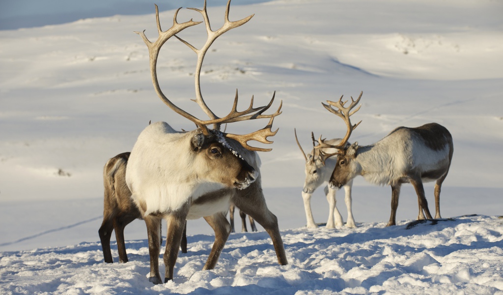 Северные олени на снегу