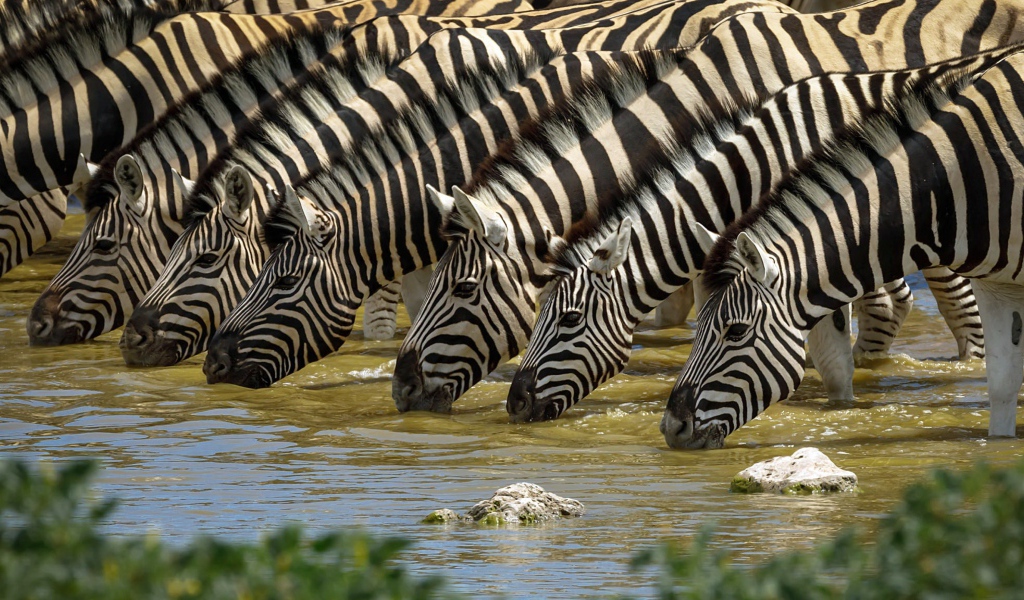 Полосатые зебры у водопоя летом
