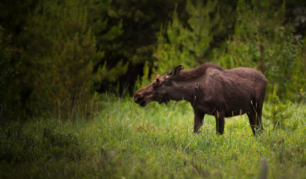 Большой лось пасется на зеленой траве