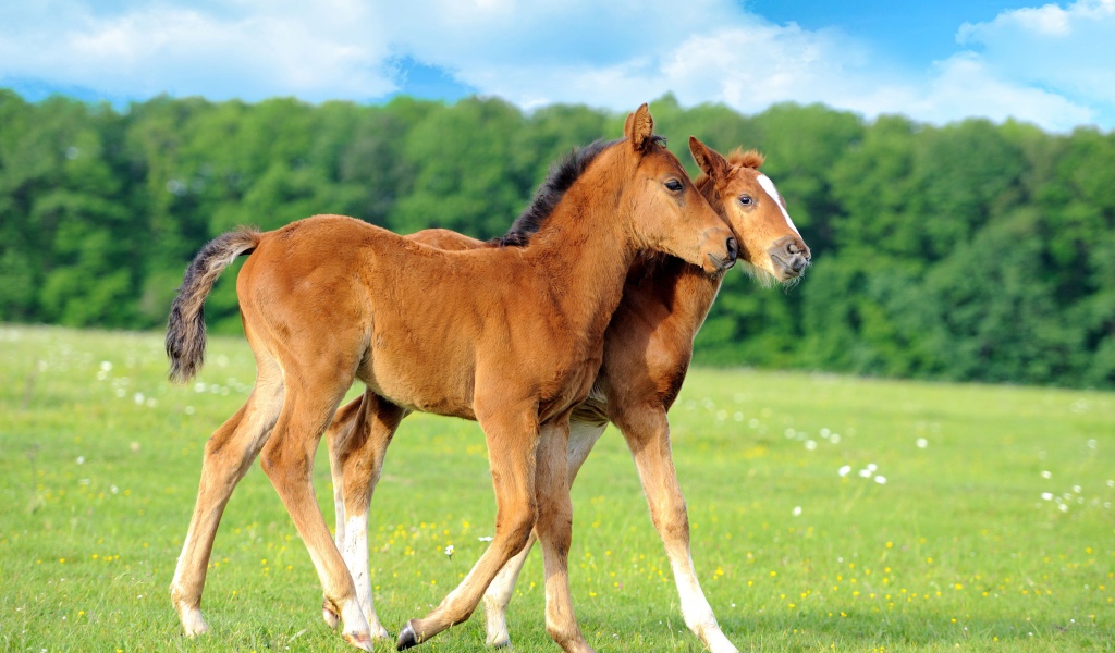 Два осла гуляют по полю 
