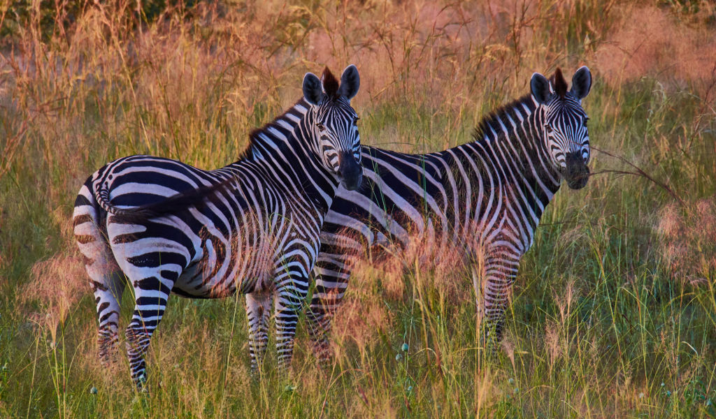 Две полосатые зебры в траве