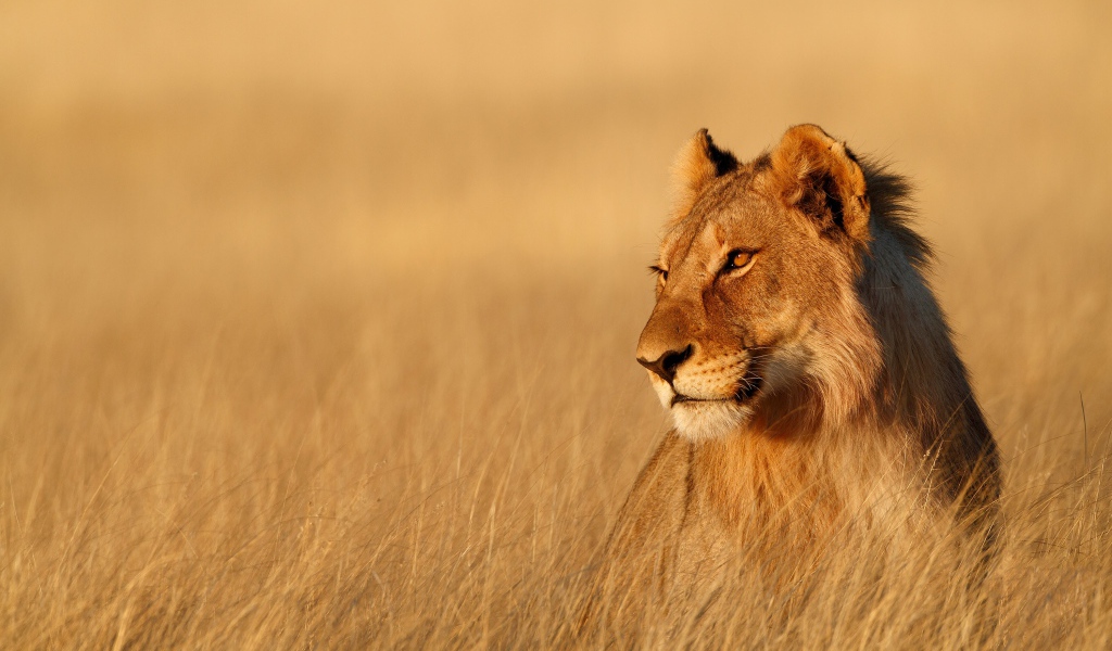 Большая львица сидит в сухой траве в лучах солнца