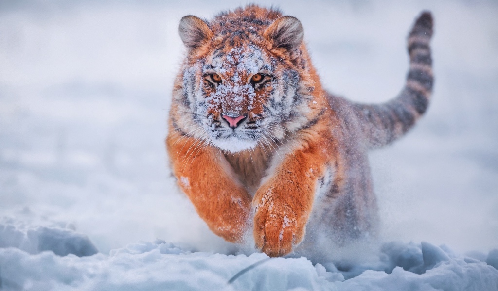 Грациозный тигр бежит по снегу