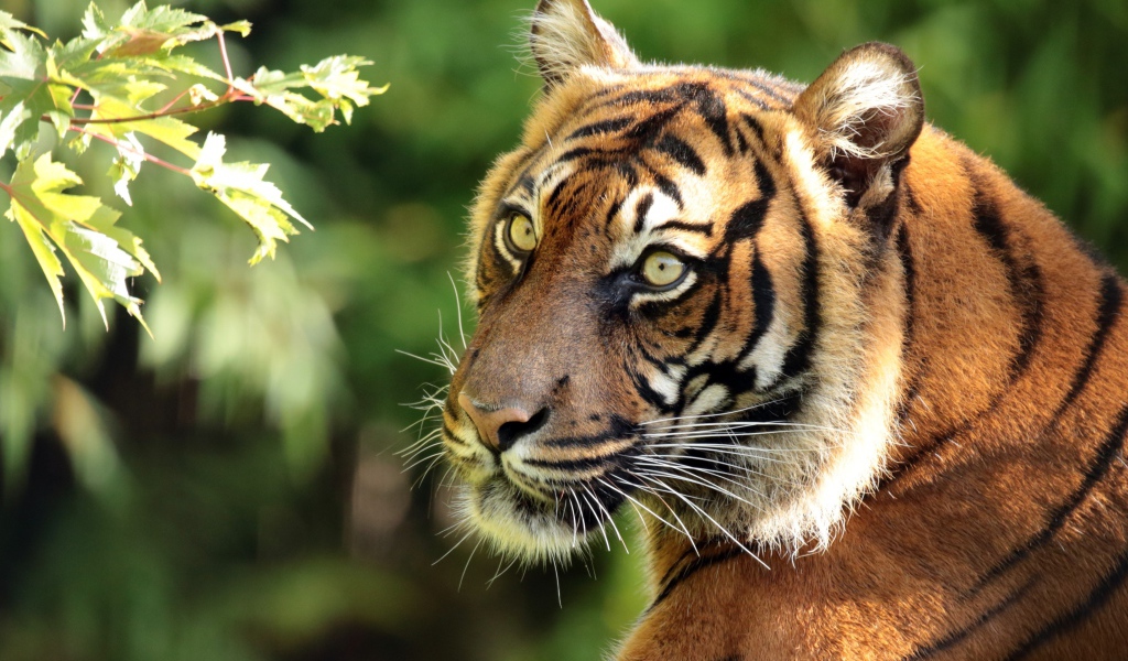 Большой полосатый тигр у ветки дерева