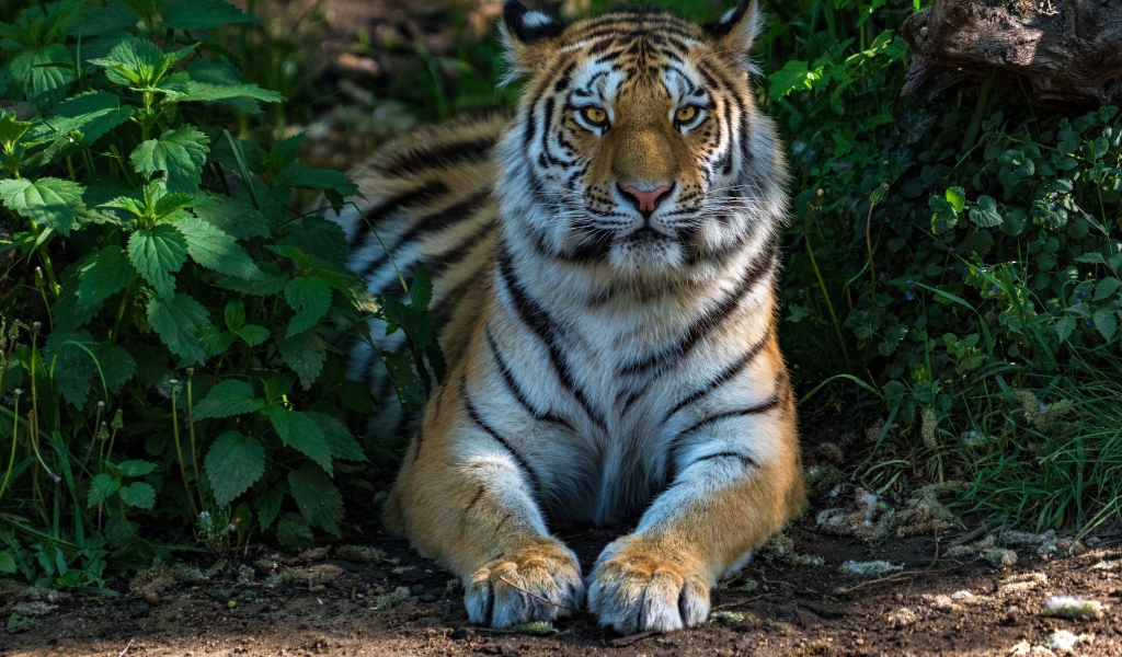 Большой полосатый тигр лежит в зеленых зарослях