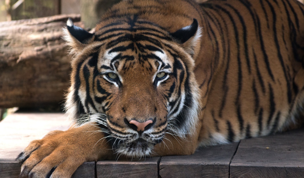 Большой полосатый тигр лежит на деревянном полу 
