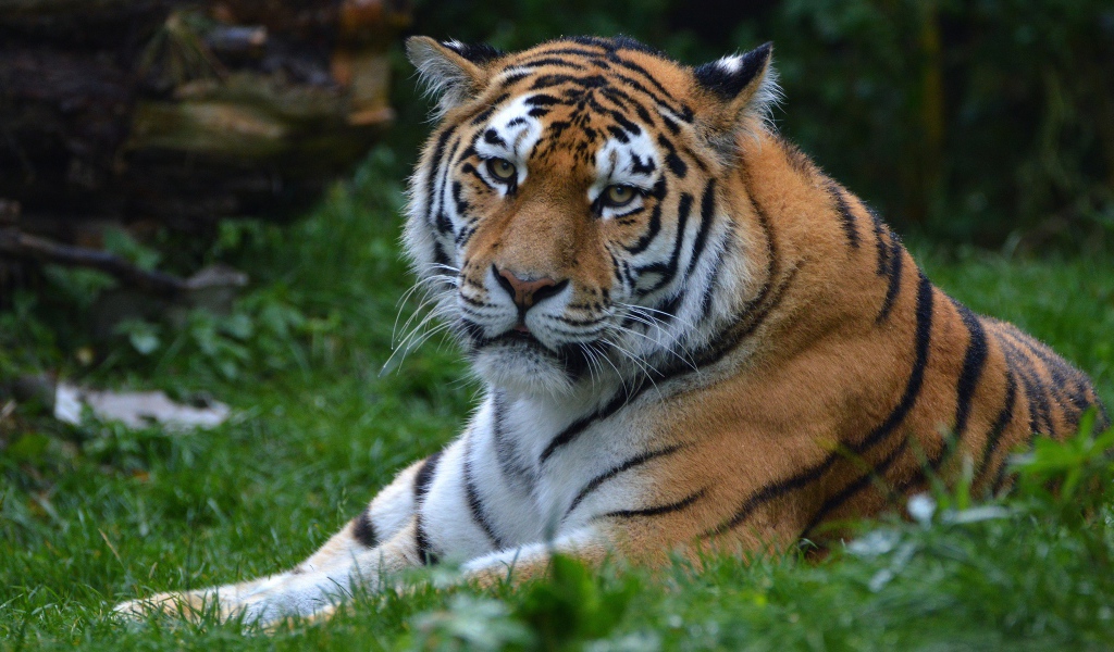 Большой полосатый тигр лежит на зеленой траве