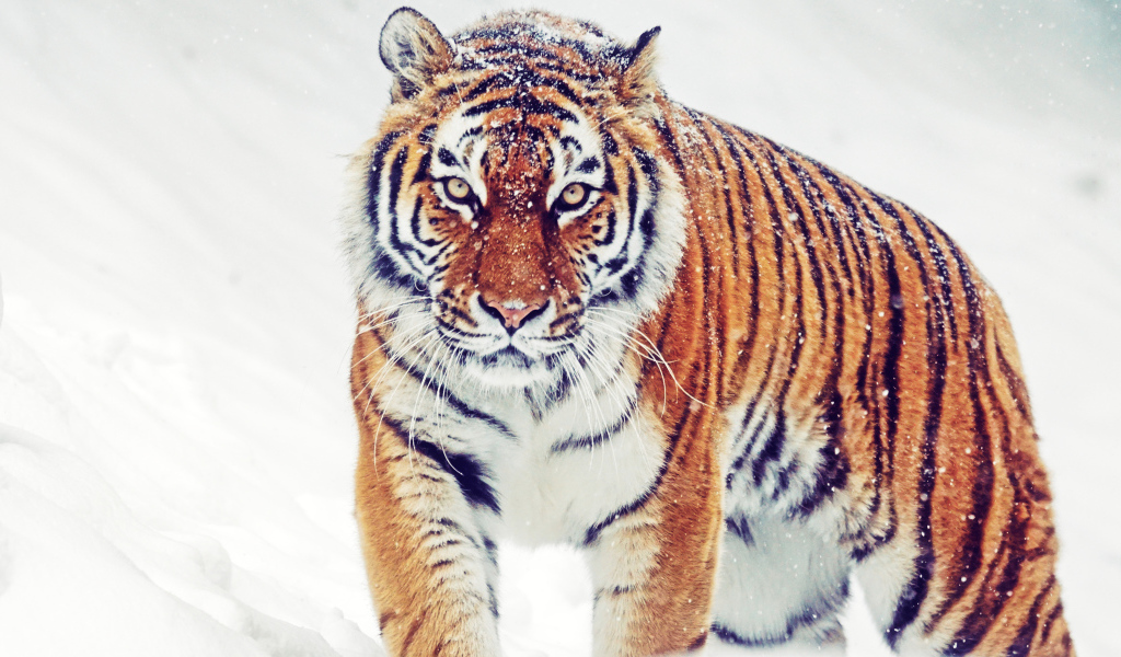 Большой полосатый тигр идет по снегу зимой