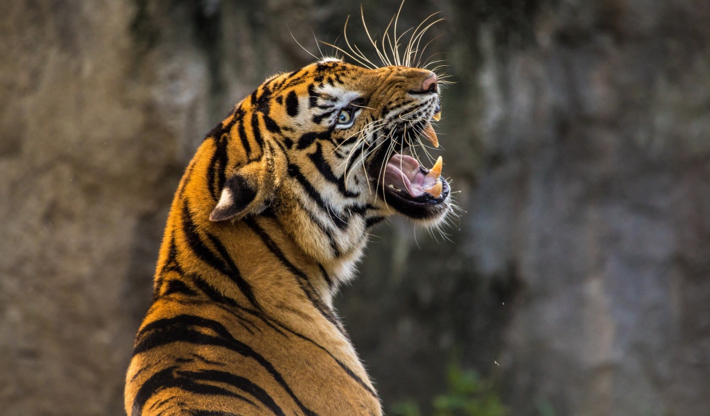 Большой тигр с грозным оскалом