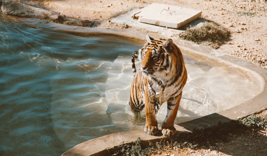Большой мокрый тигр вылезает из бассейна