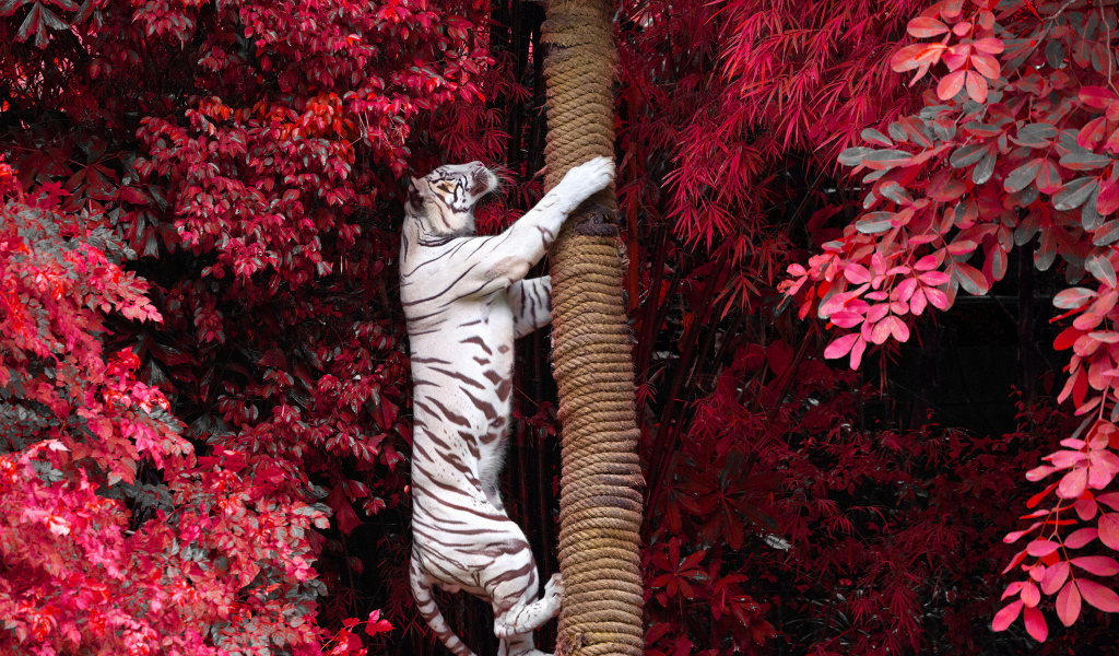 Большой белый тигр лезет на дерево среди красных листьев 