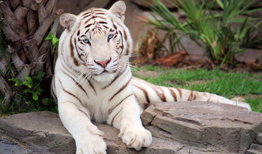 Большой белый тигр лежит на камне в зоопарке