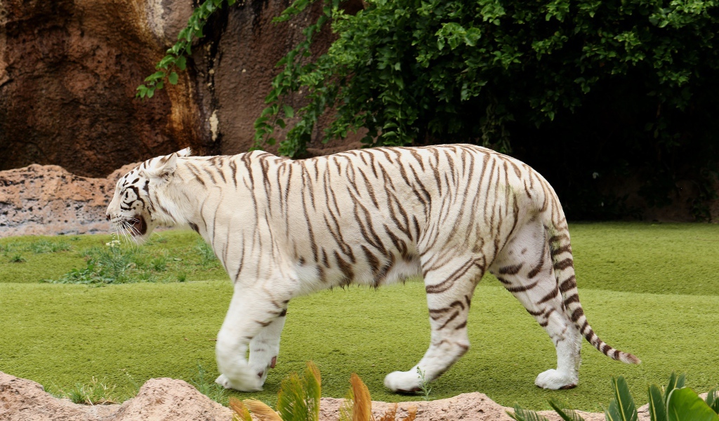 Большой белый тигр идет по зеленой траве