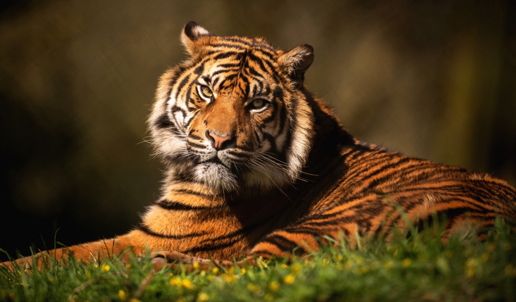 Суровый тигр лежит на зеленой траве 