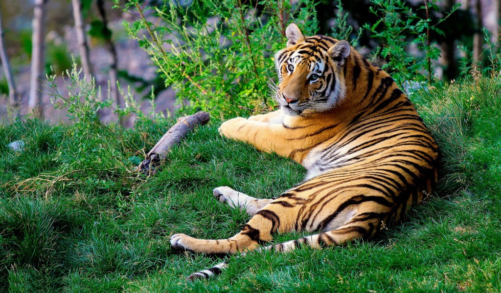 Тигр, протянувшийся на зеленой траве, поднимает голову, чтобы посмотреть на камеру