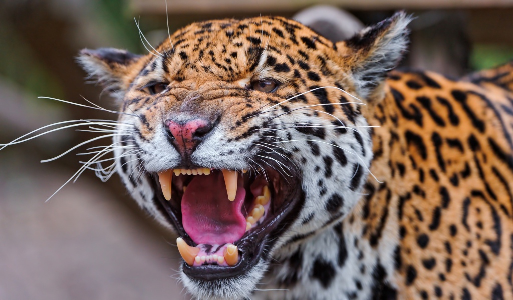 Агрессивный большой пятнистый леопард