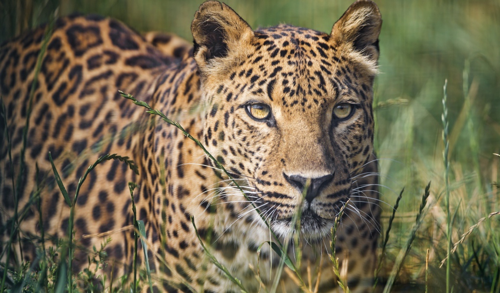 Красивый леопард в зеленой траве