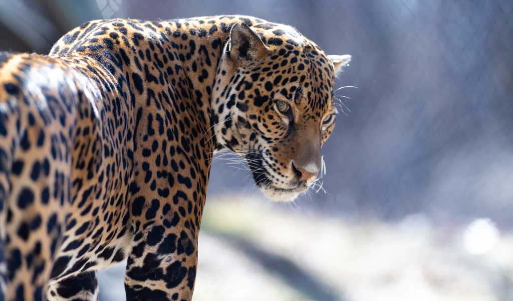 Красивый пятнистый гепард в зоопарке