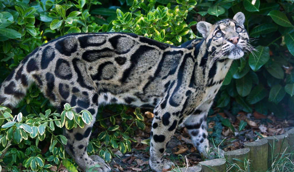 Красивый пятнистый дымчатый леопард