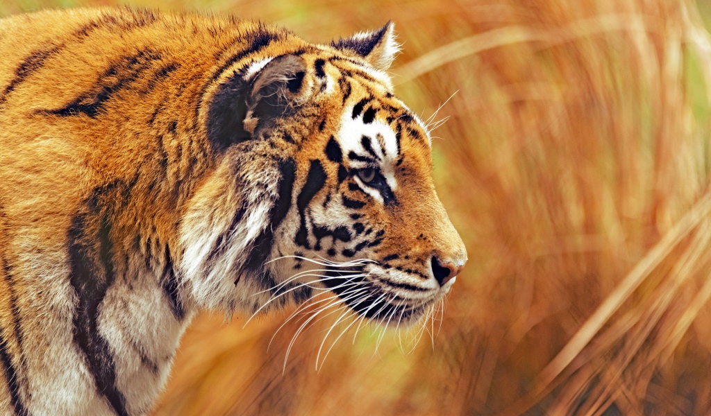 Большой бенгальский тигр крадется в траве