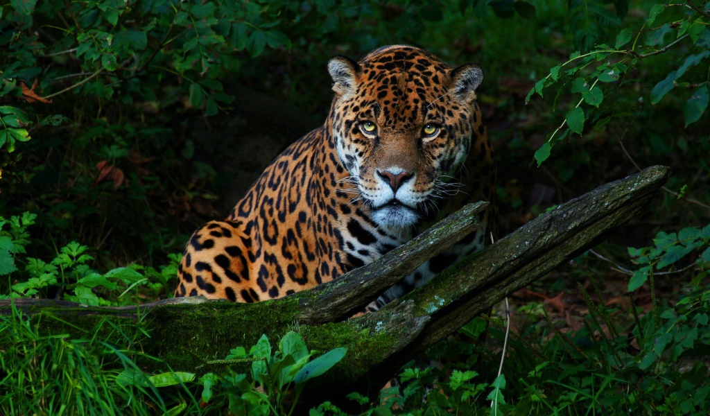 Большой красивый ягуар в зеленых листьях 