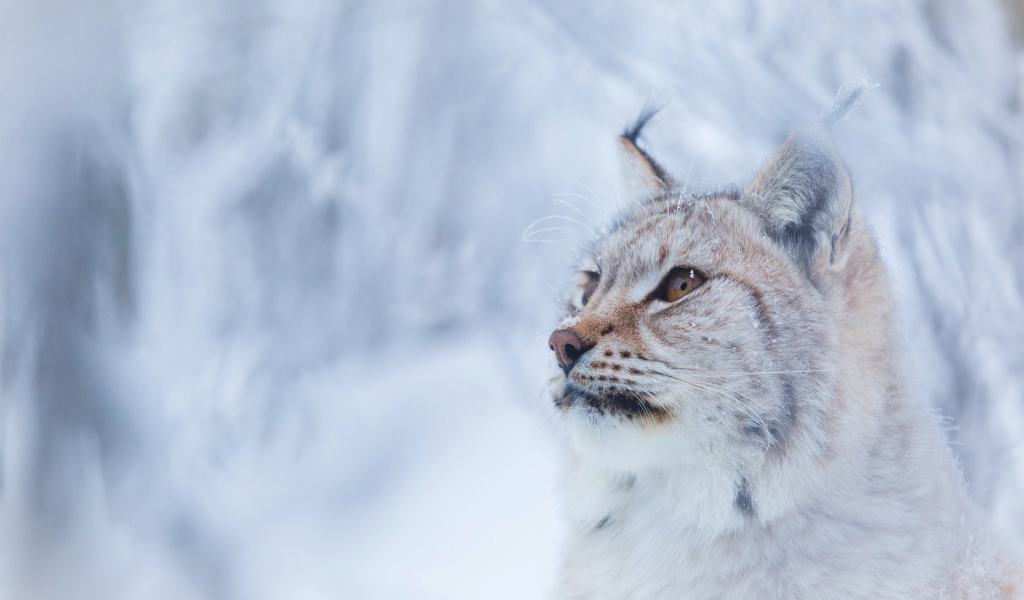 Большая красивая рысь зимой