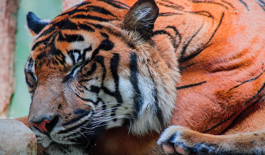 Большой красивый спящий тигр