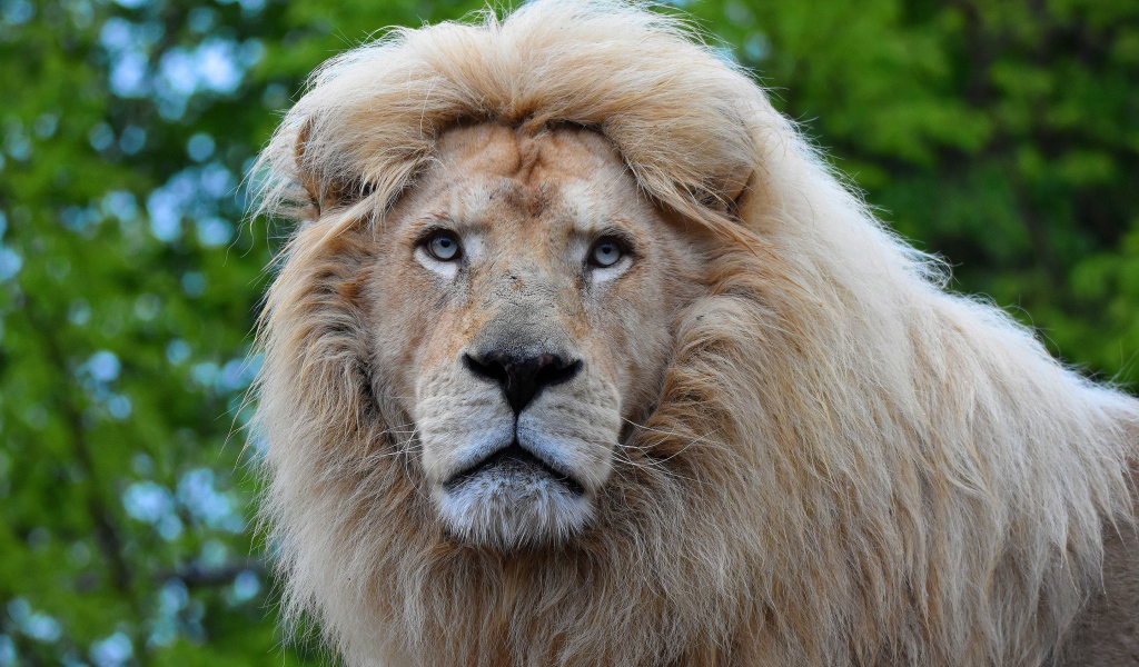 Большой голубоглазый лев морда крупным планом