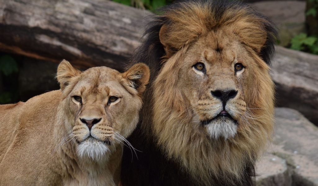 Большие лев и львица в зоопарке