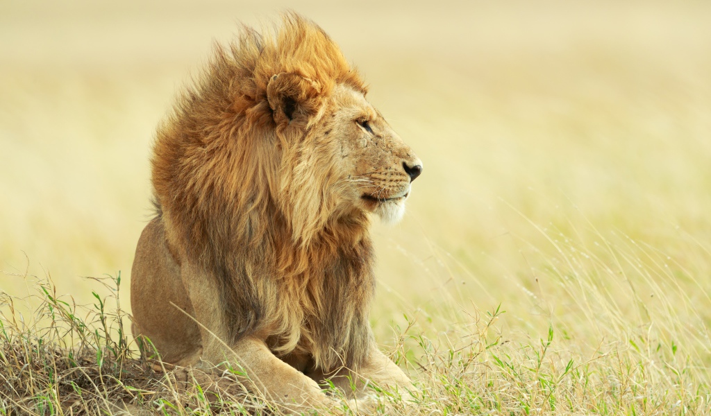 Большой лев лежит в траве 