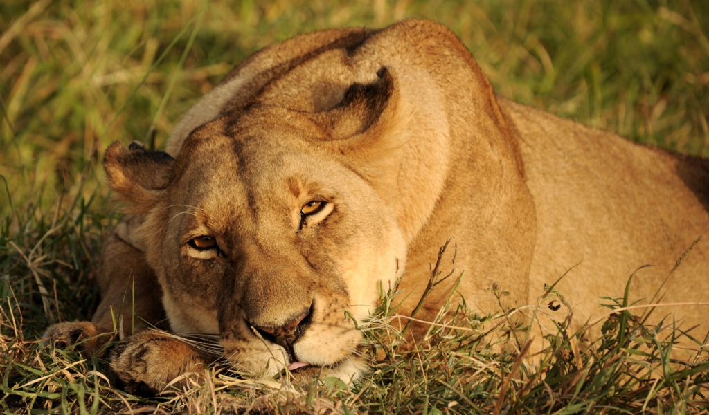 Большая львица спит на зеленой траве