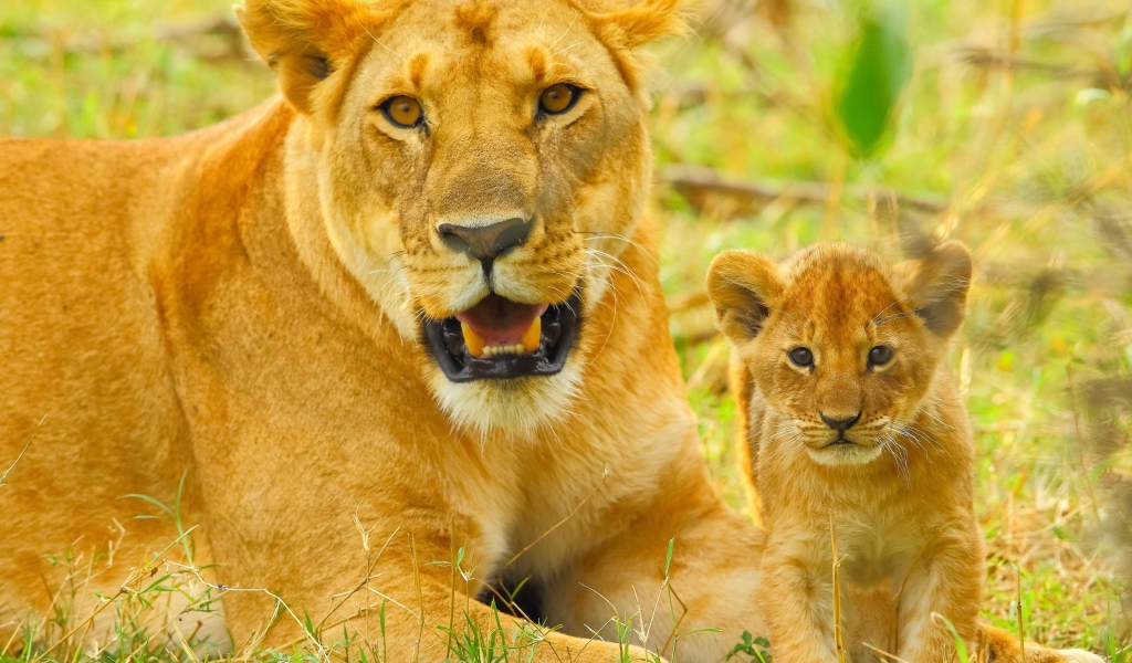 Большая львица с маленьким львенком лежат на зеленой траве