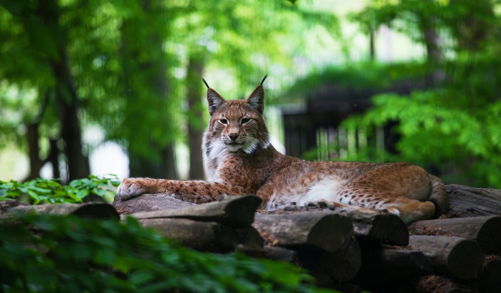 Большая рысь лежит на сухих деревьях