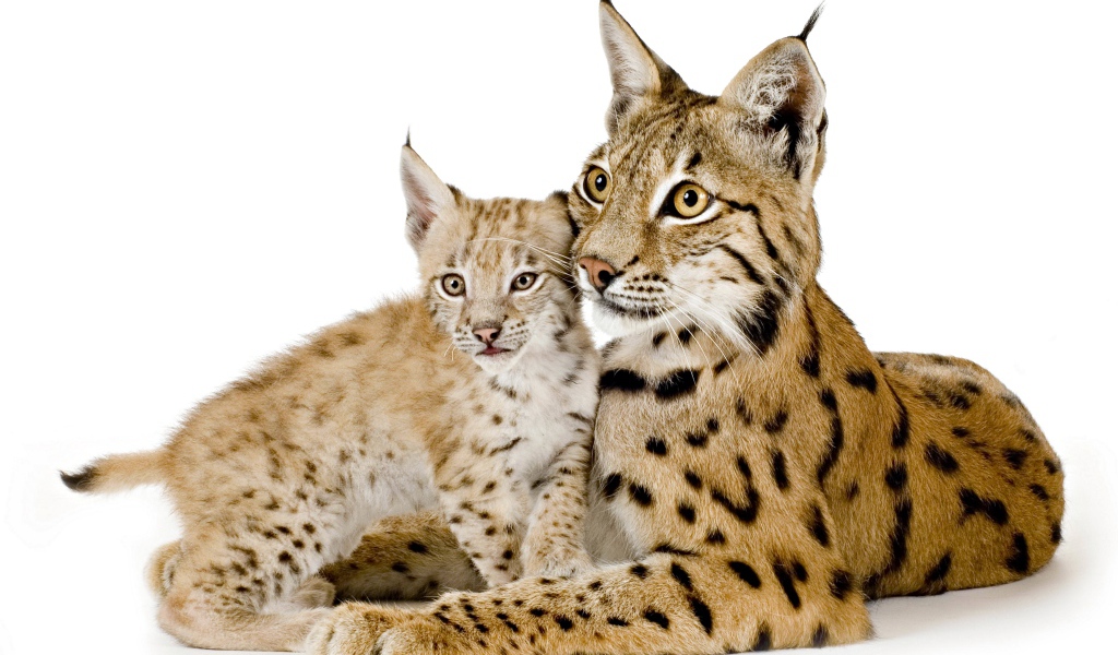 Большая рысь с маленьким детенышем на белом фоне