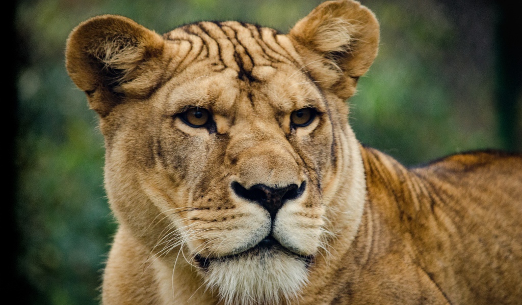 Большая серьезная львица