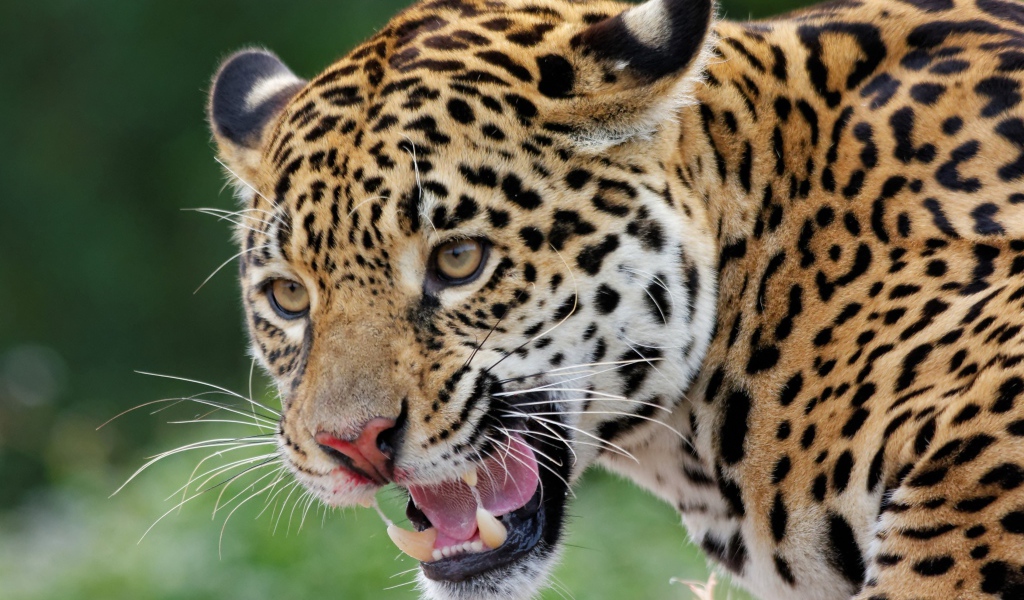 Большой пятнистый ягуар с открытой пастью