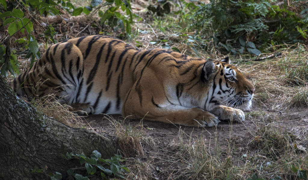 Большой полосатый красивый тигр сидит в засаде 