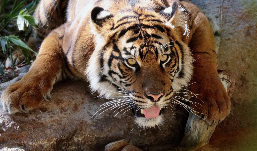 Большой тигр у водопоя