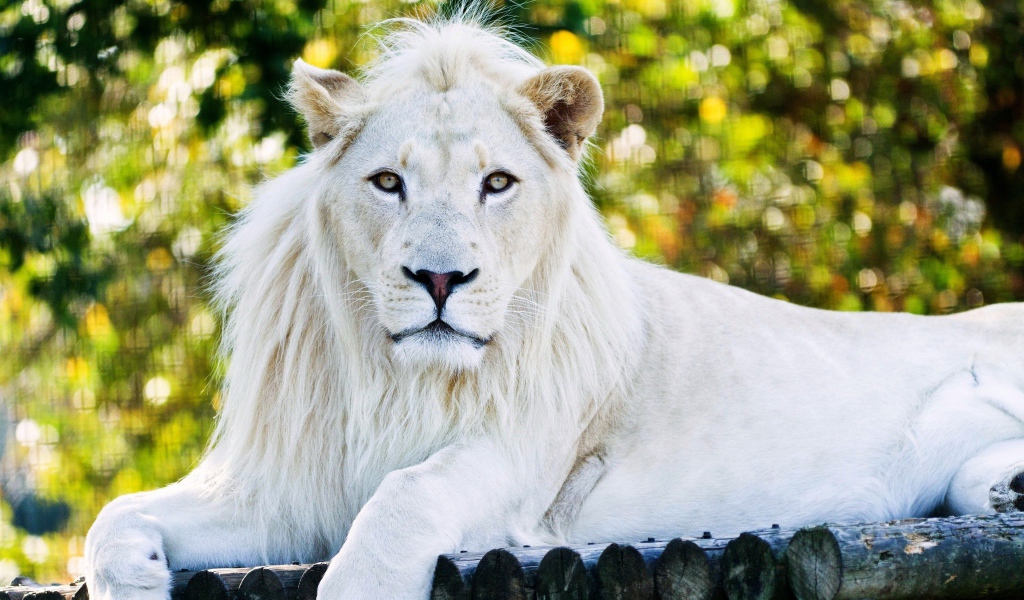 Большой белый лев лежит на дереве