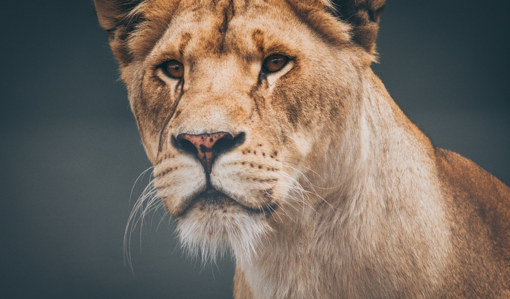 Морда большой серьезной львицы крупным планом