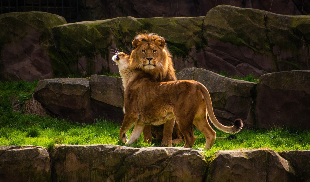 Грациозные лев и львица в зоопарке