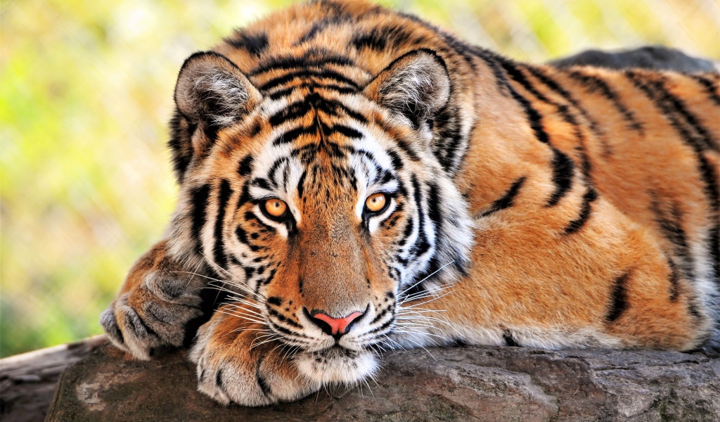 Большой величественный тигр крупным планом