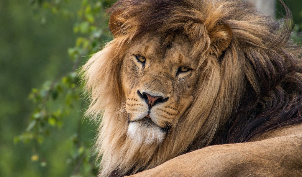 Большой серьезный лев  с пышной гривой