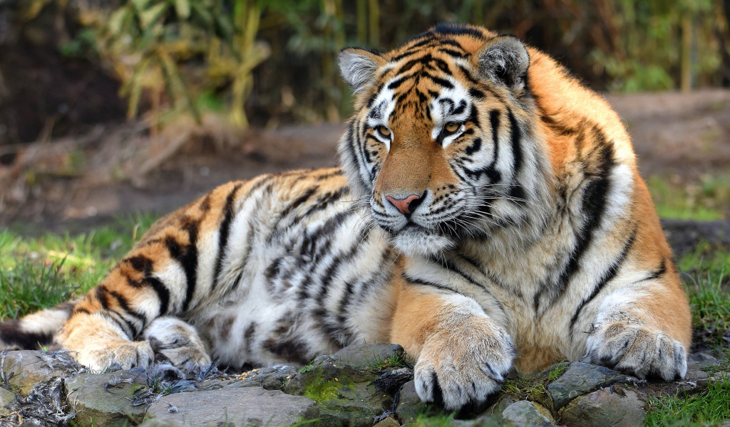 Большой полосатый тигр с большими лапами