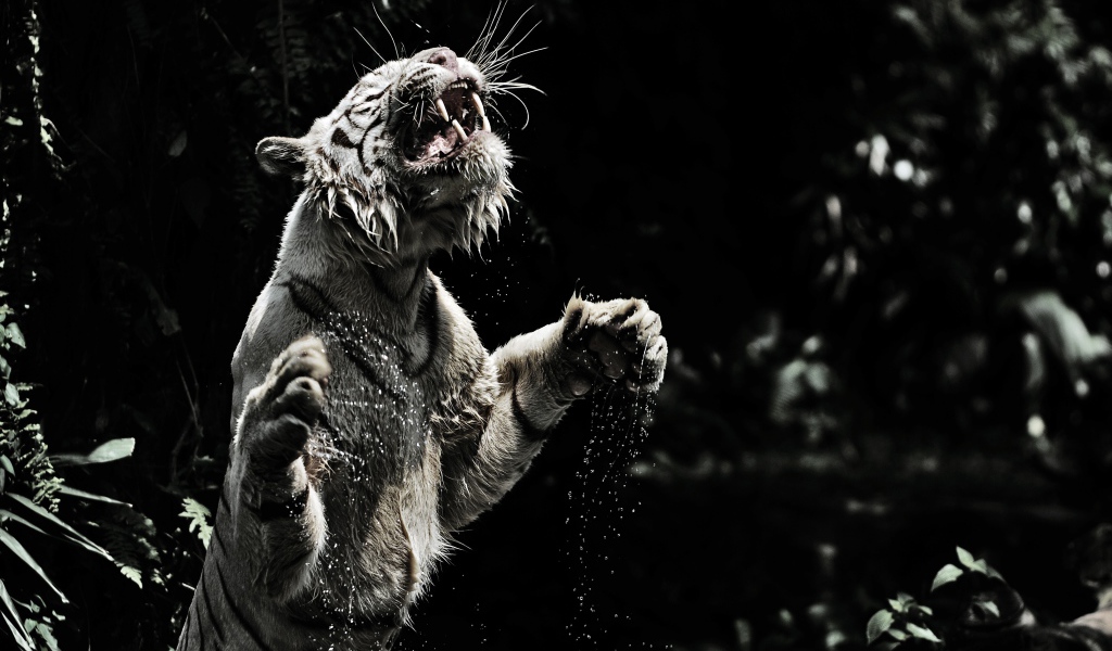 Большой тигр в воде черно белое фото