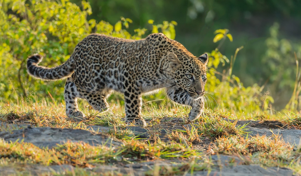 Леопард крадется по траве