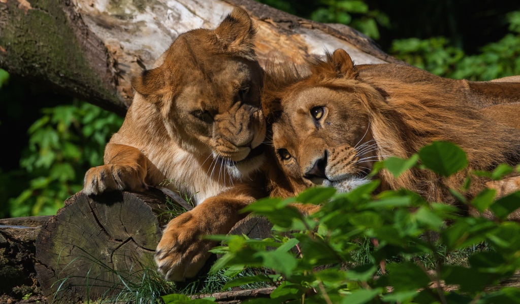 Лев и львица лежат на дереве 